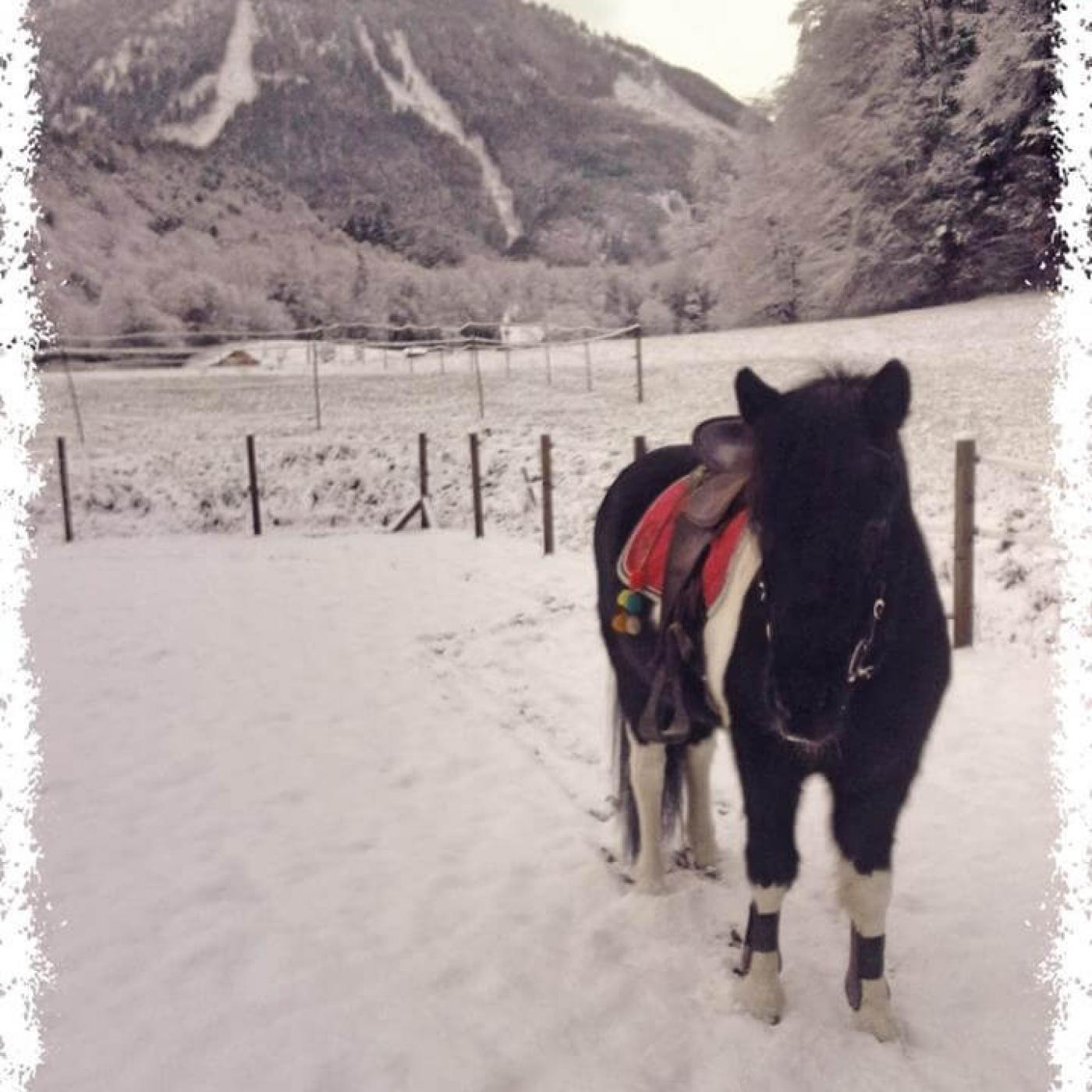 Pony im Winter im Ponyclub Salzburg.