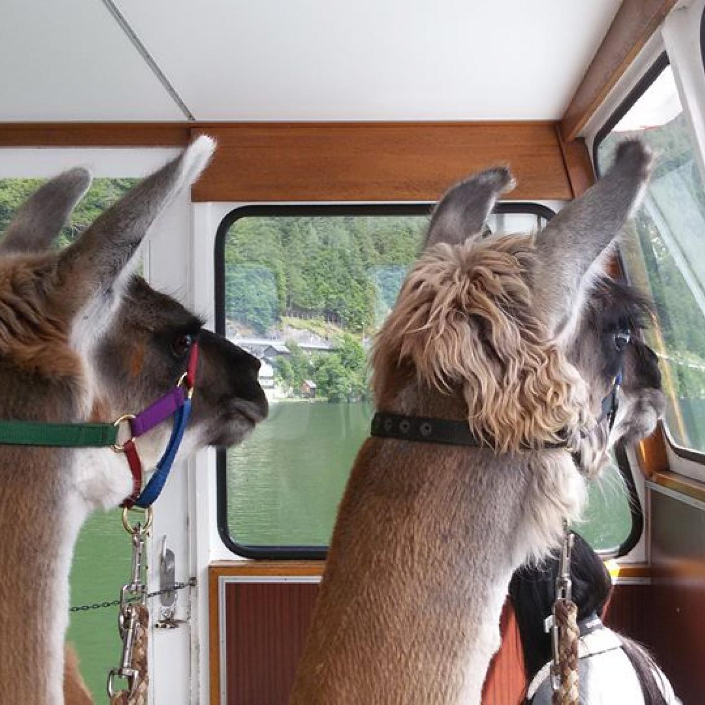 Zwei Lamas auf Reisen.