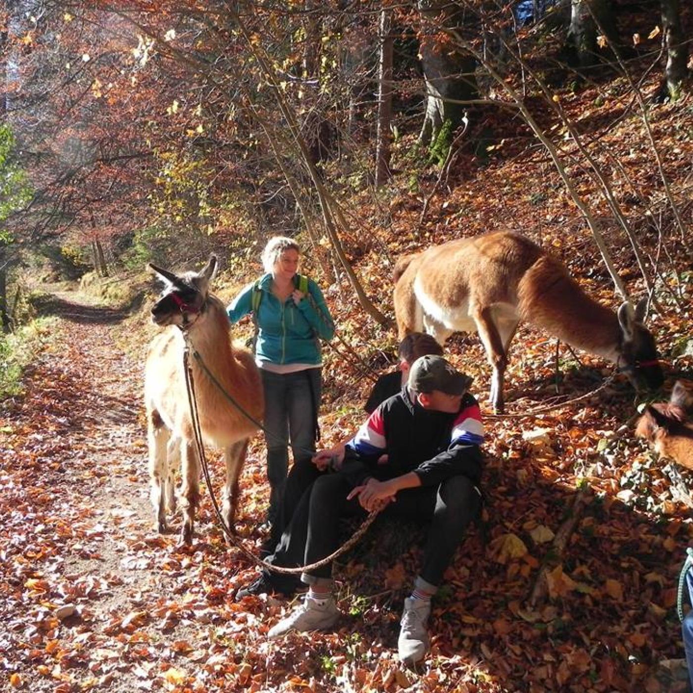 Wanderung mit Lamas in Bad Ischl.