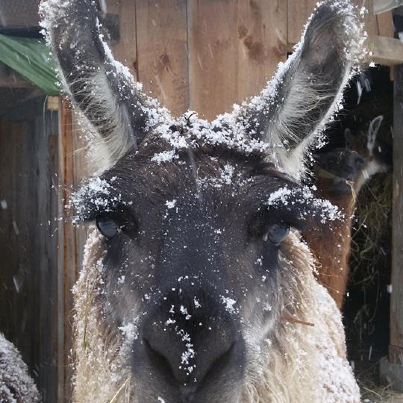 Süßes Lama im Winter. 