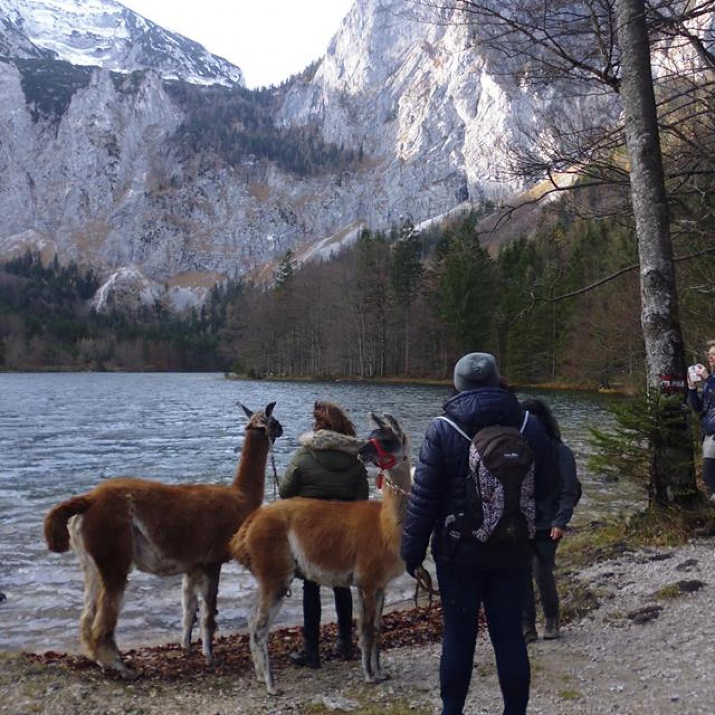 Wanderung mit Kindern und Lamas in Bad Ischl.