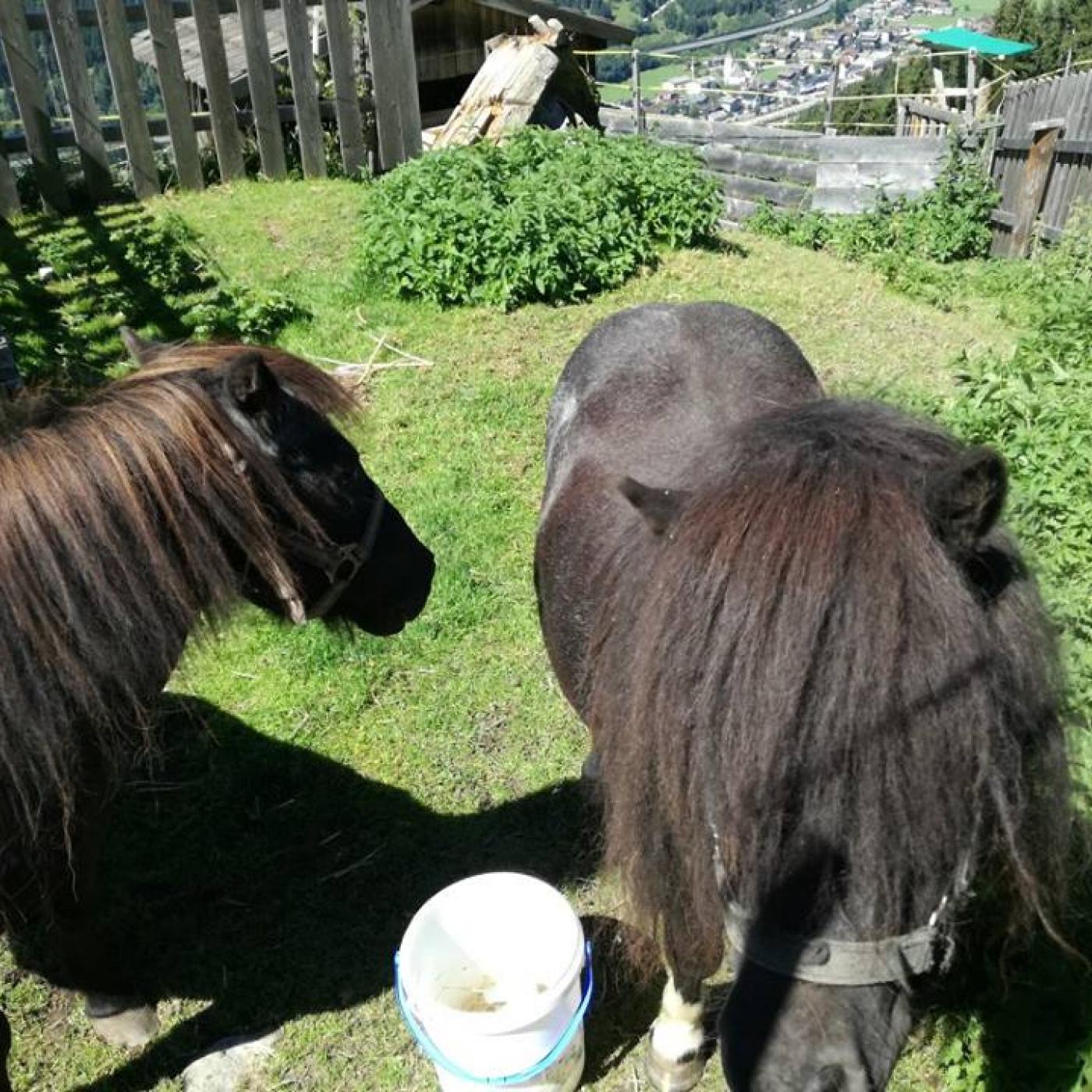Ponys zum Streicheln auf der  Jausenstation Moosalm.