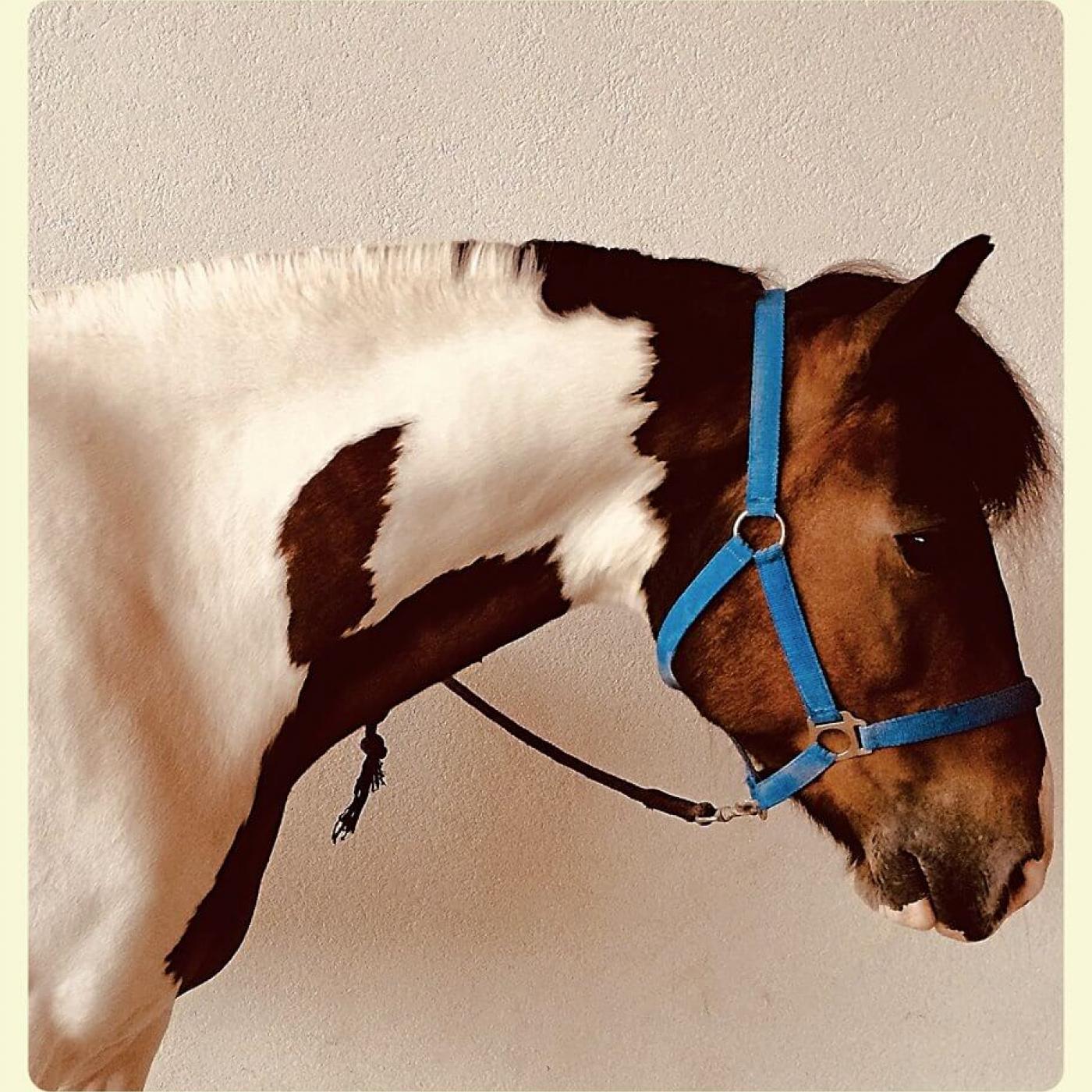 Pony im Ponyclub Salzburg.