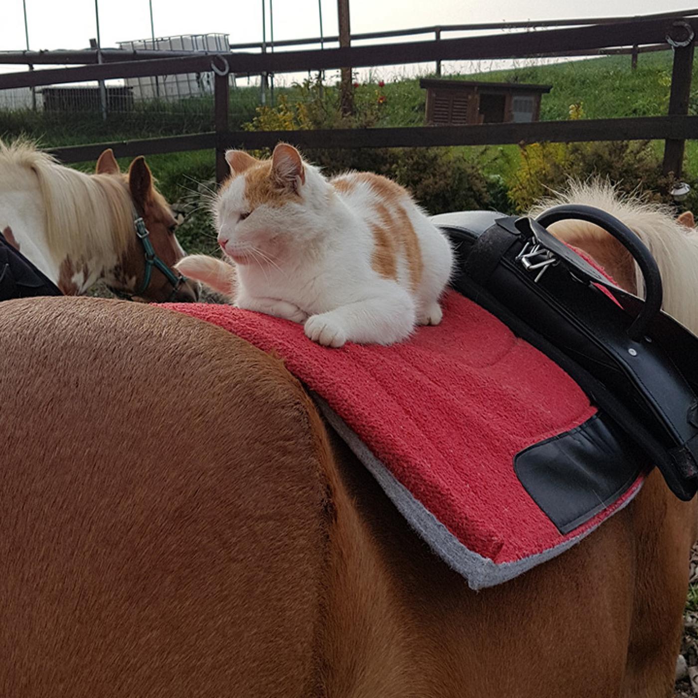 Katze und Pferd sind Freunde bei Lisi’s Kinderwelt.