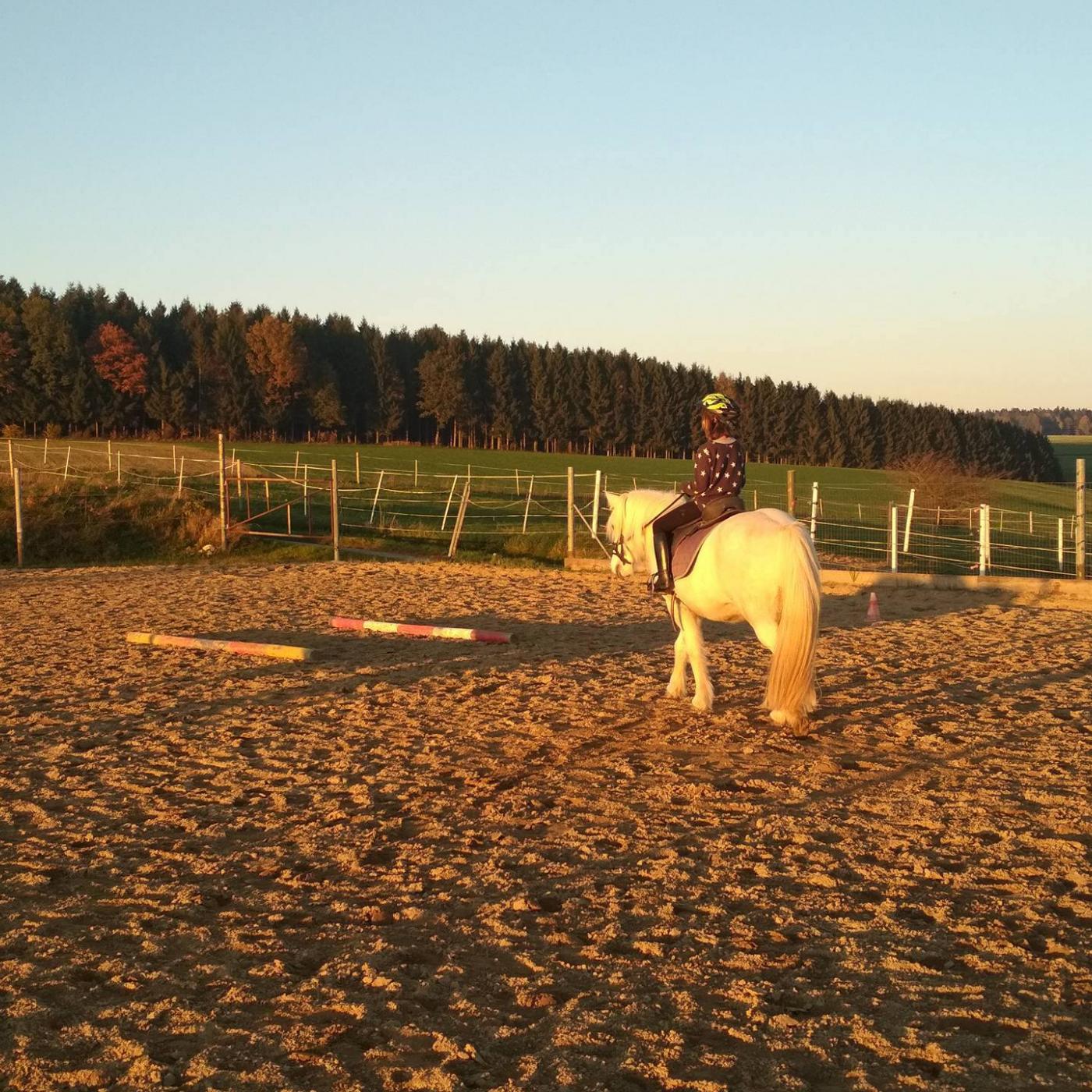 Pferd auf der Koppel bei Pferde – Pur – Reittherapie.