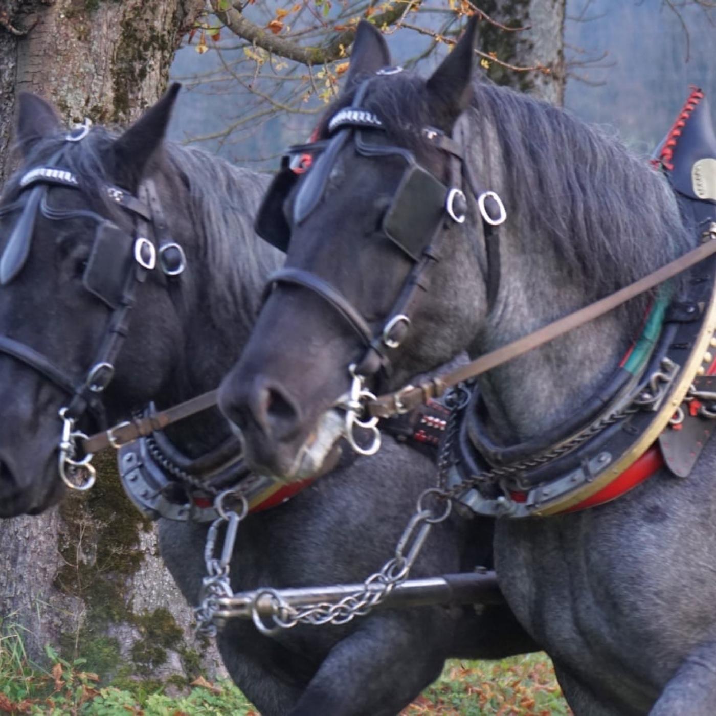 Wunderschöne Pferde bei Reiter´s Kutschenfahrten & Wanderritte.