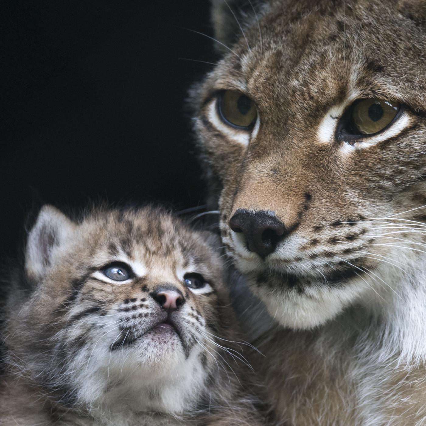 Katzenluchs-Mama mit Baby im Wild- & Erlebnispark Ferleiten.