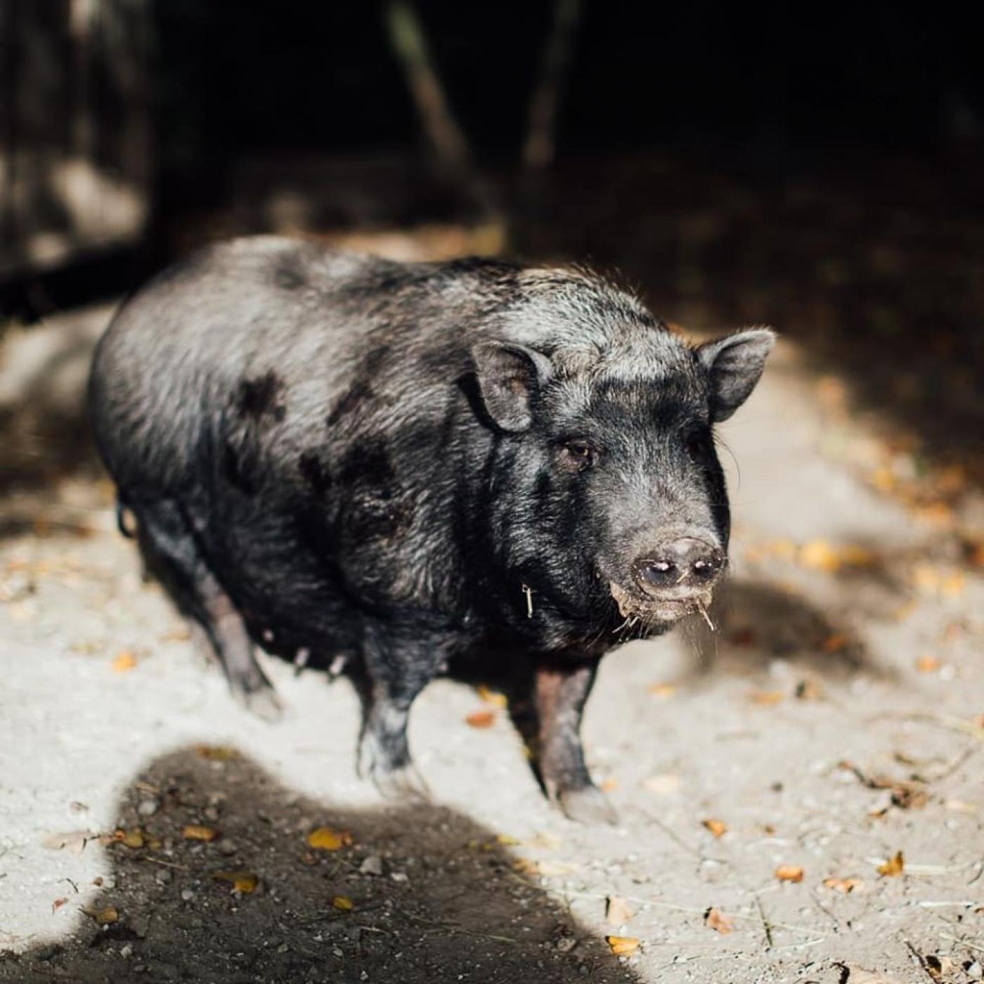 Minischweine leben am Erlebnisbauernhof Grödig.