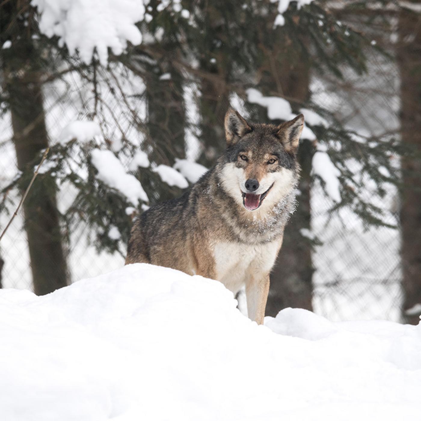 Wolf im Winter im Wild- & Erlebnispark Ferleiten.