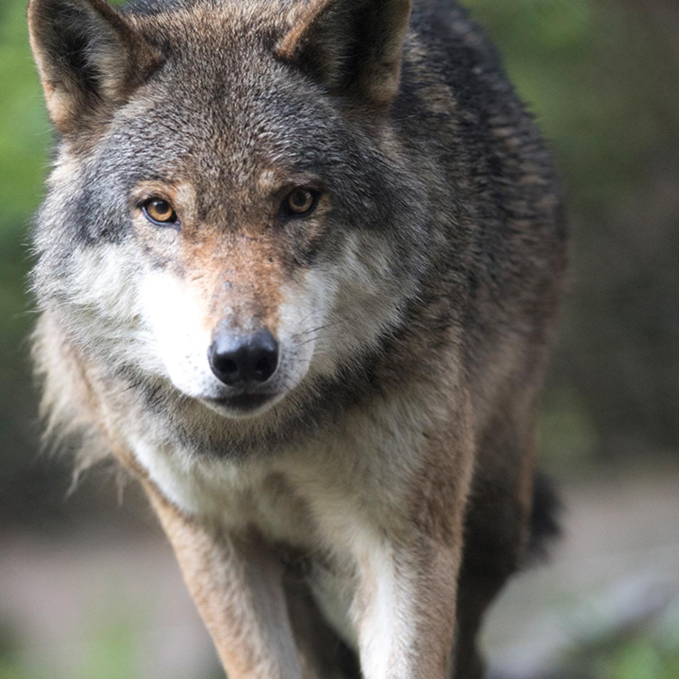 Wolf im Wild- & Erlebnispark Ferleiten.