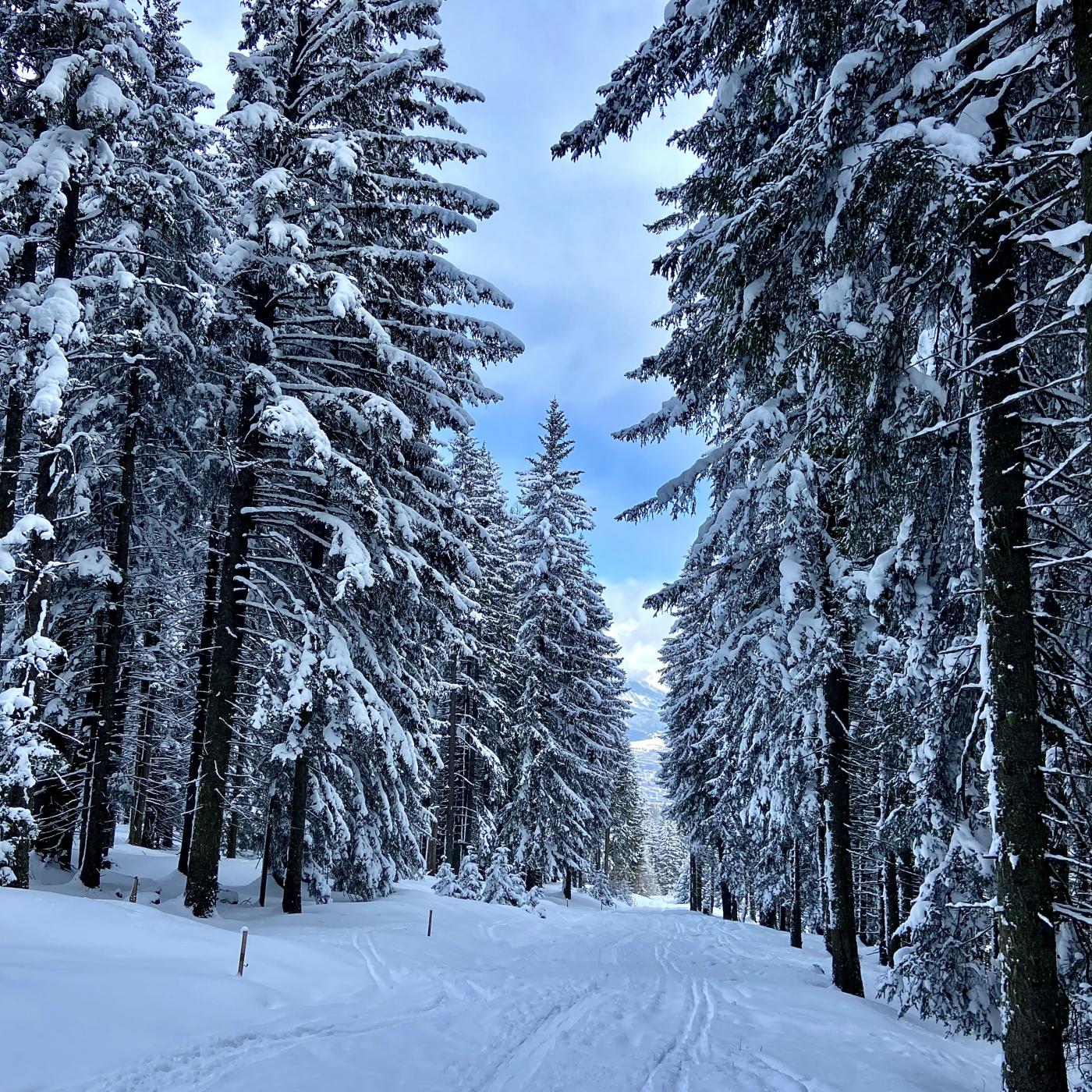 Wald im Schnee