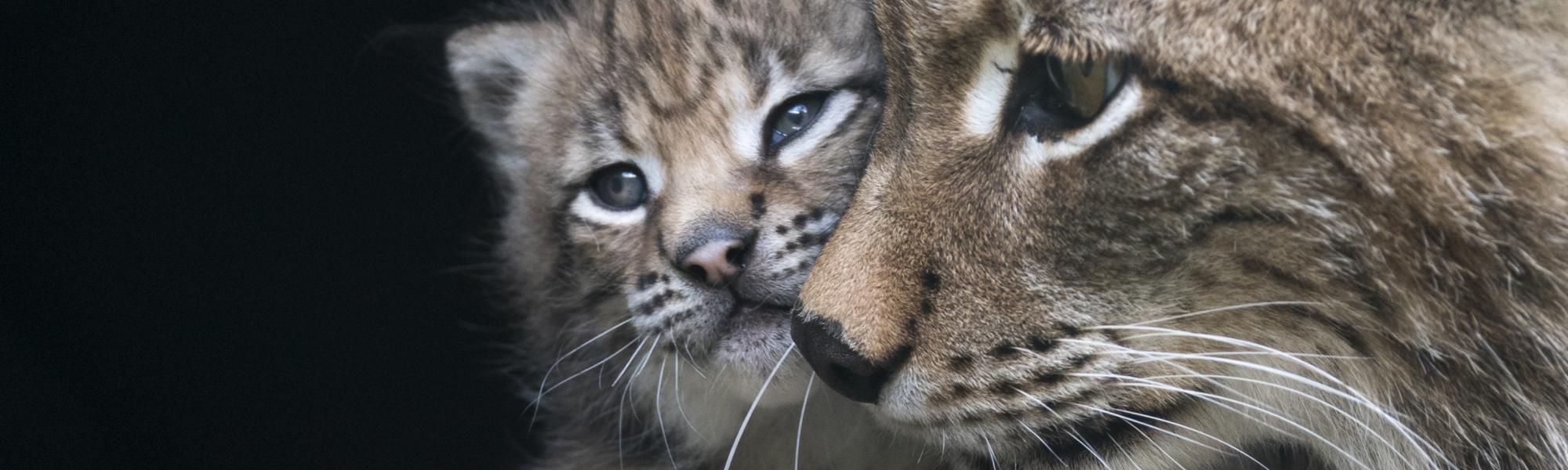Katzenluchs-Mama mit Baby im Wild- und Erlebnispark Ferleiten.
