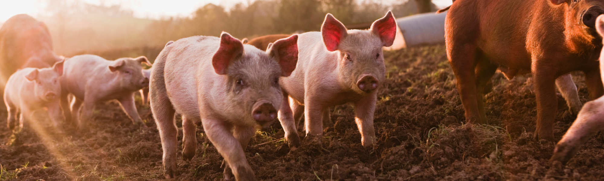 Am Bio-Bauernhof Kleintödlinggut leben auch Schweine. 